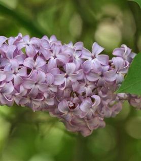 Syringa vulgaris Blå-Fiolett Duftsyrin
