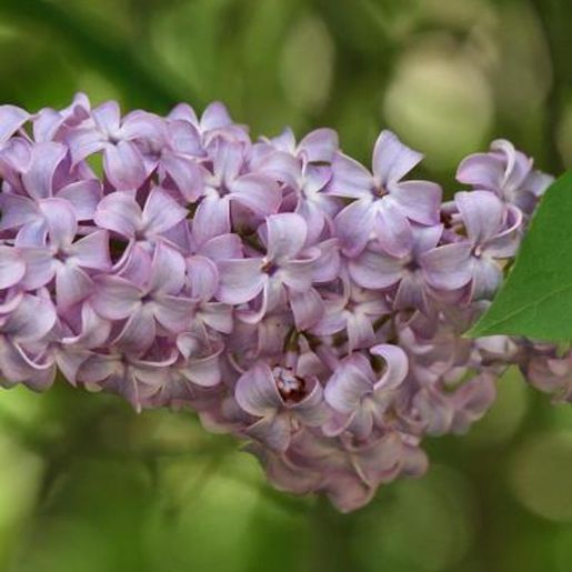 Syringa vulgaris Blå-Fiolett Duftsyrin