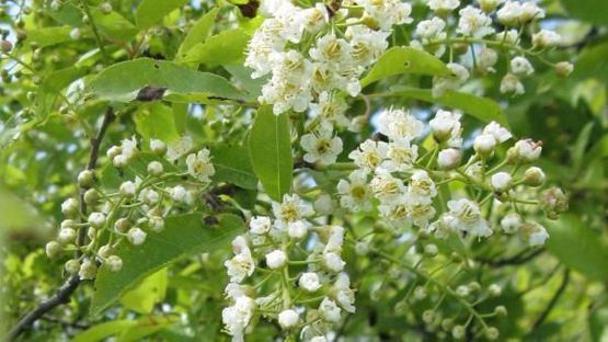 Virginiahegg ‘Canada Red’