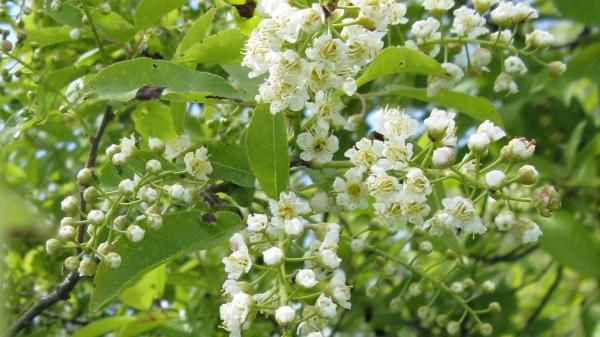 Virginiahegg ‘Canada Red’