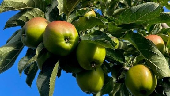 Klynge av rødgrønne epler på Malus domestica 'Suncats' epletre