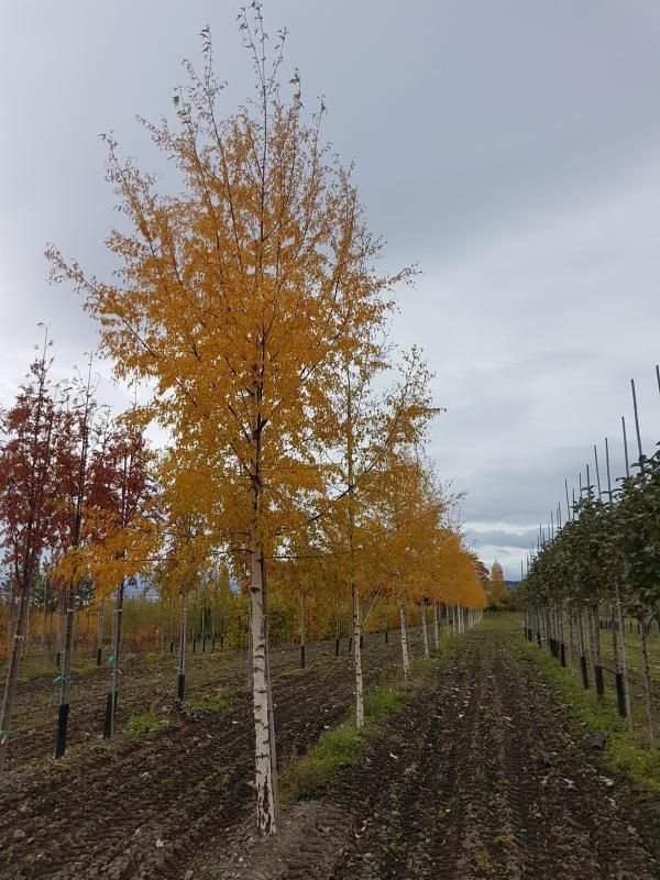 Betula pendula ’Dalecarlica’ Hengebjørk