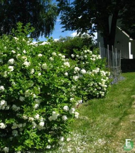 Viburnum opulus ‘Pohjan Neito’ E Villkrossved busker i hage