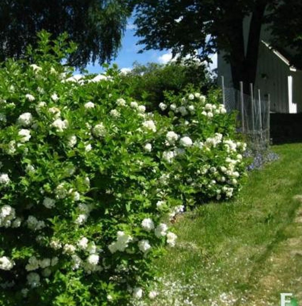 Viburnum opulus ‘Pohjan Neito’ E Villkrossved busker i hage