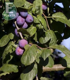 Klase med plommer på Prunus domestica 'Jubileum'
