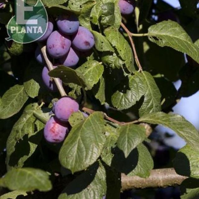 Klase med plommer på Prunus domestica 'Jubileum'