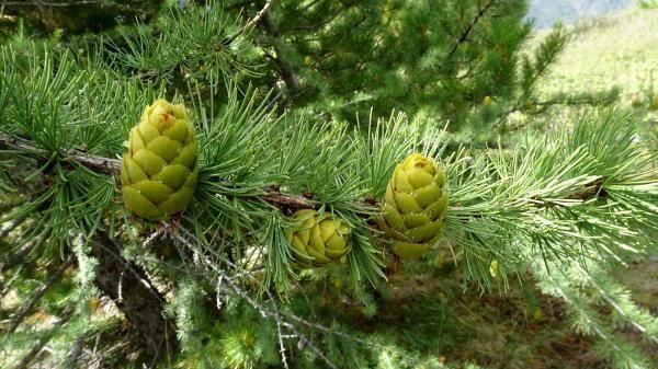 Kvist med nåler og kongler på Larix sibirica fk Tula sibirlerk