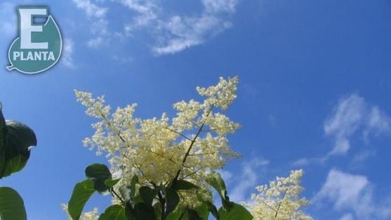 Gulhvit Sommersyrin ‘Enskede’