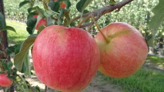 To røde epler på 'Aroma Fagravoll' E epletre