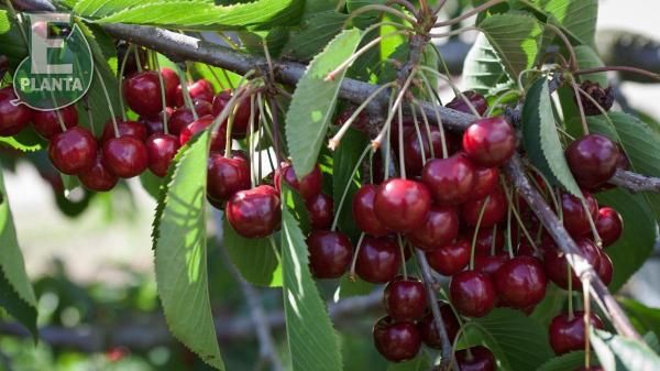 Klaser med søtkirsebær på Prunus avium 'Lapins' kirsebærtre