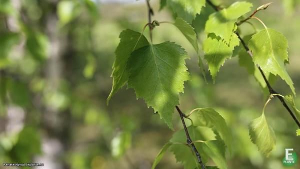 Betula pendula Hengebjørk