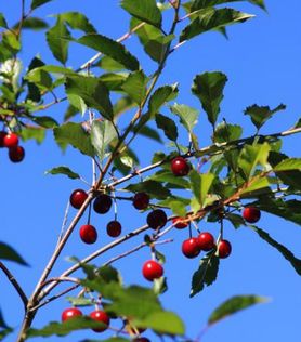 Surkirsebær på høy gren på Prunus cerasus 'Fanal' surkirsebærtre