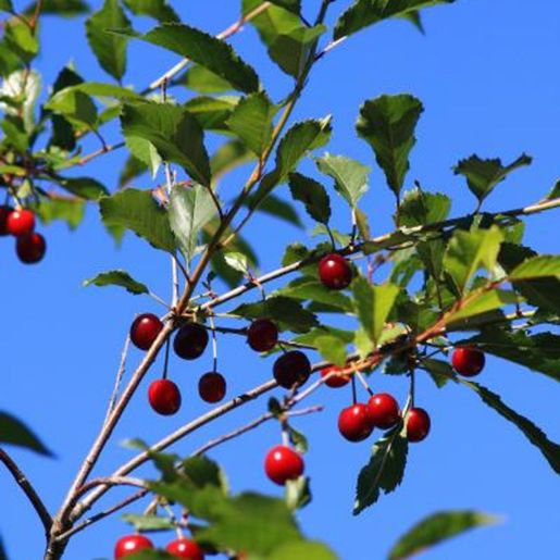 Surkirsebær på høy gren på Prunus cerasus 'Fanal' surkirsebærtre
