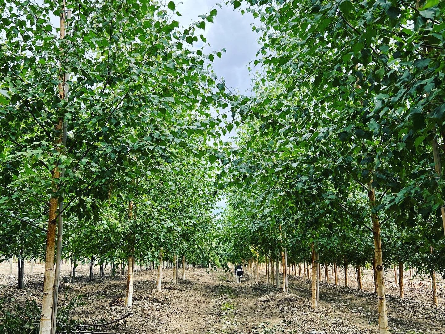 Betula pendula HONNØR® E