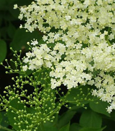 Gulhvite blomster på Sambucus nigra 'Alv' E Svarthyll