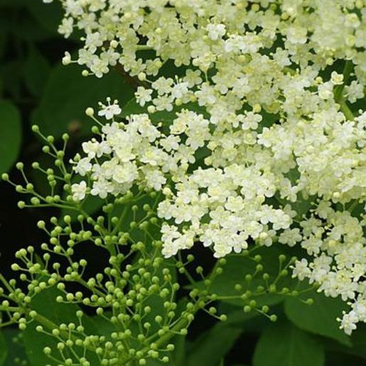 Gulhvite blomster på Sambucus nigra 'Alv' E Svarthyll