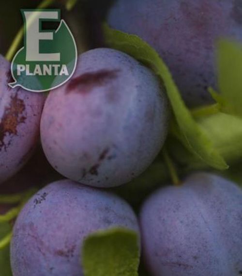 nærbilde av modne plommer på E-plant Prunus domestica 'Opal' E plommetre