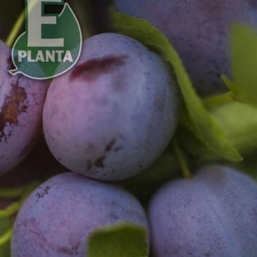 nærbilde av modne plommer på E-plant Prunus domestica 'Opal' E plommetre
