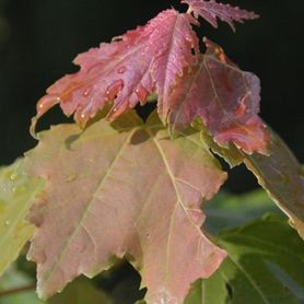 Blader på Acer rubrum rødlønn i rødlig farge