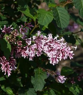 Lilla syrinblomster på Syringa josikaea ‘Lundenes’ Ungarsk syrin