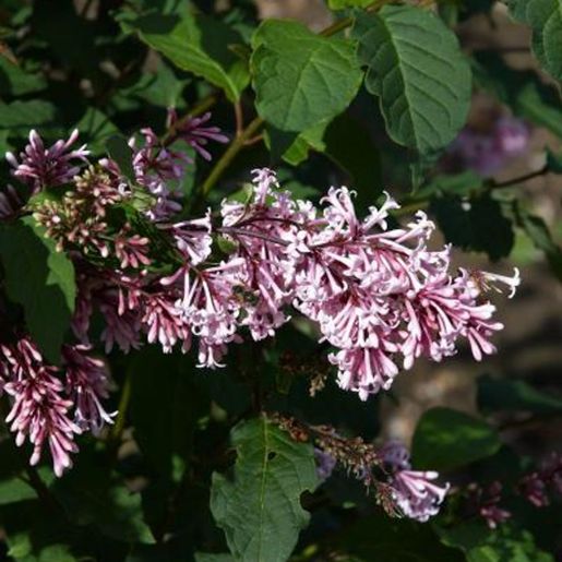 Lilla syrinblomster på Syringa josikaea ‘Lundenes’ Ungarsk syrin