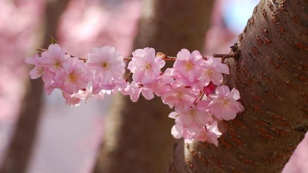 Prunus ‘Accolade’ Kirsebær