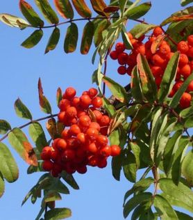 Sorbus Villrogn Fastigiata