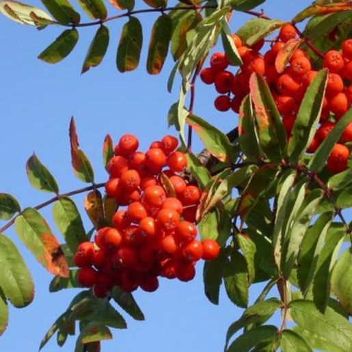 Sorbus Villrogn Fastigiata