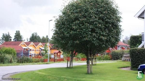 Sorbus Kuleasal Fastigiata