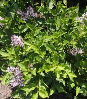 Purpurfiolette syrinblomster på Syringa patula ‘Miss Kim’ Fløyelssyrin