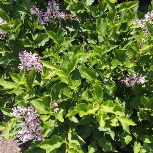 Purpurfiolette syrinblomster på Syringa patula ‘Miss Kim’ Fløyelssyrin