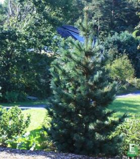 Frittstående Pinus sibirica fk Toten E sibirfuru i hage