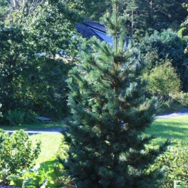 Frittstående Pinus sibirica fk Toten E sibirfuru i hage