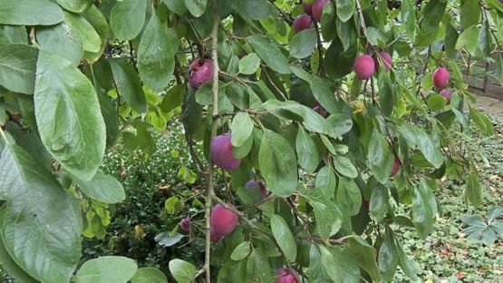 Plommer på Prunus domestica 'Victoria Oma' E plommetre