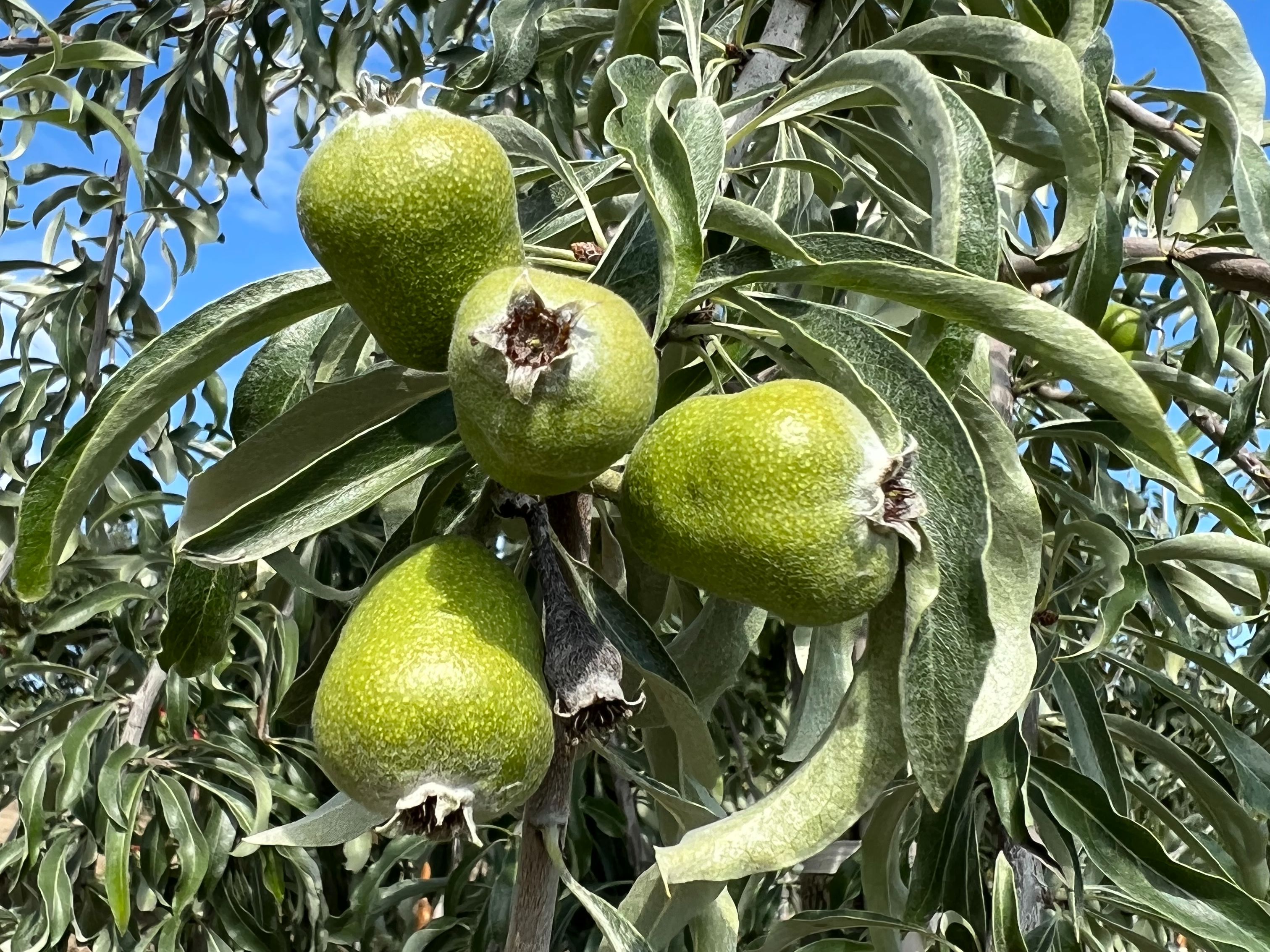 Pyrus salicifolia DIS® E , Vierpære DIS® E