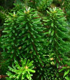 Kvist med nåler på Abies koreana Koreaedelgran