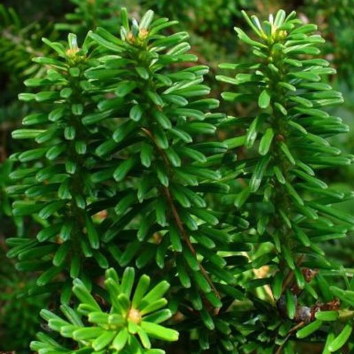 Kvist med nåler på Abies koreana Koreaedelgran