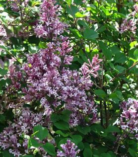 Lys fiolette syrinblomster på Syringa meyeri ‘Palibin’ Dvergsyrin