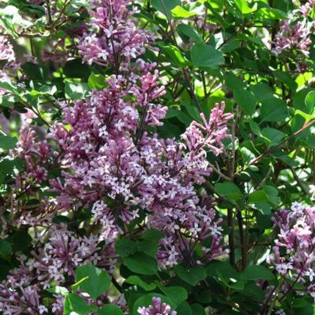 Lys fiolette syrinblomster på Syringa meyeri ‘Palibin’ Dvergsyrin