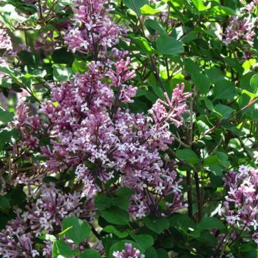 Lys fiolette syrinblomster på Syringa meyeri ‘Palibin’ Dvergsyrin