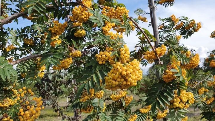 Sorbus Rogn Sunshine