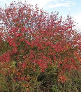 Euonymus europaeus fk Ultuna E Europabeinved med røde blader