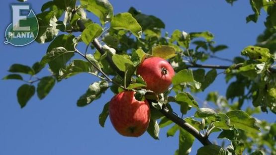 To røde epler på høy gren på Eple 'Rød Sävstaholm'