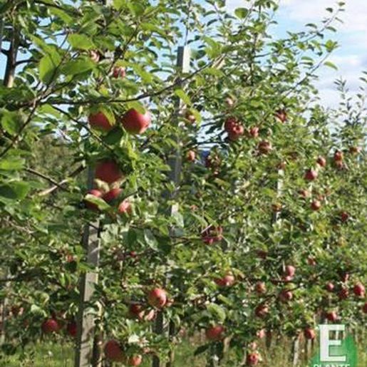 Eple 'Aroma Fagravoll' E E-plante på Mellbyes planteskole