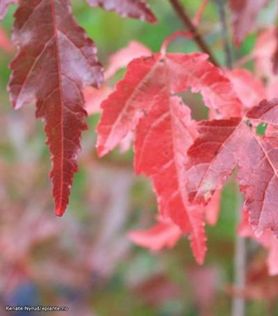 Acer tataricum Sibirlønn