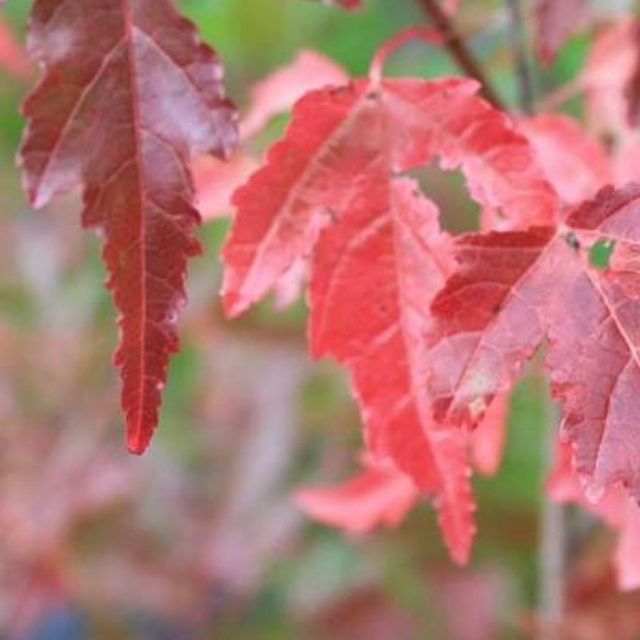 Acer tataricum Sibirlønn