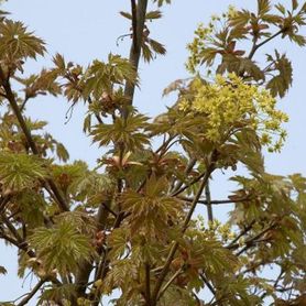 Krone på Acer platanoides ’Globosum’ Kulelønn