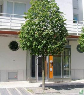 Sorbus incana E Gråasal