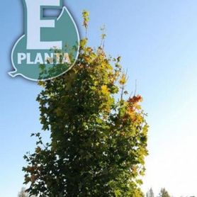 Krone på Acer platanoides PARAD® E Spisslønn i grønt og rødt