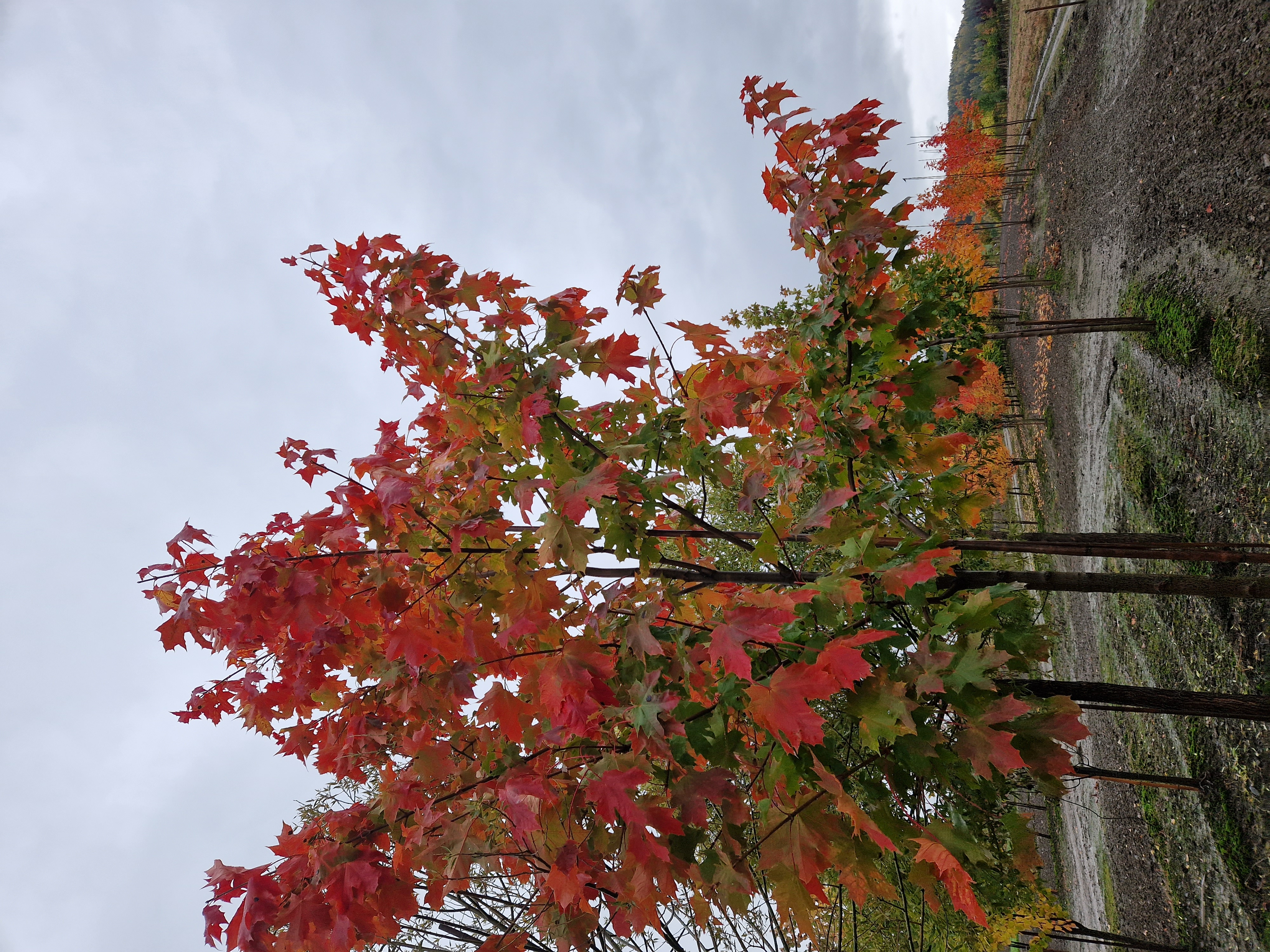 Acer platanoides Spisslønn